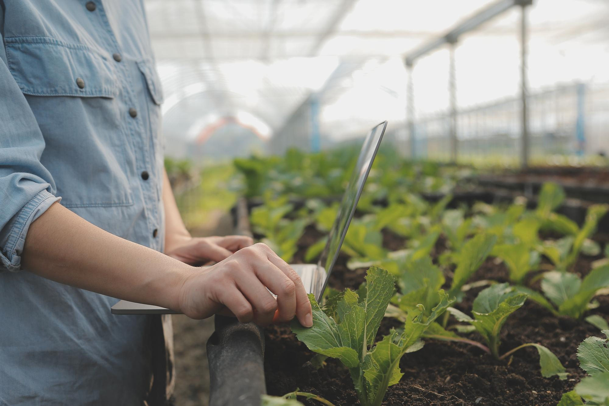 Traktor Menyemprot Lahan Pertanian